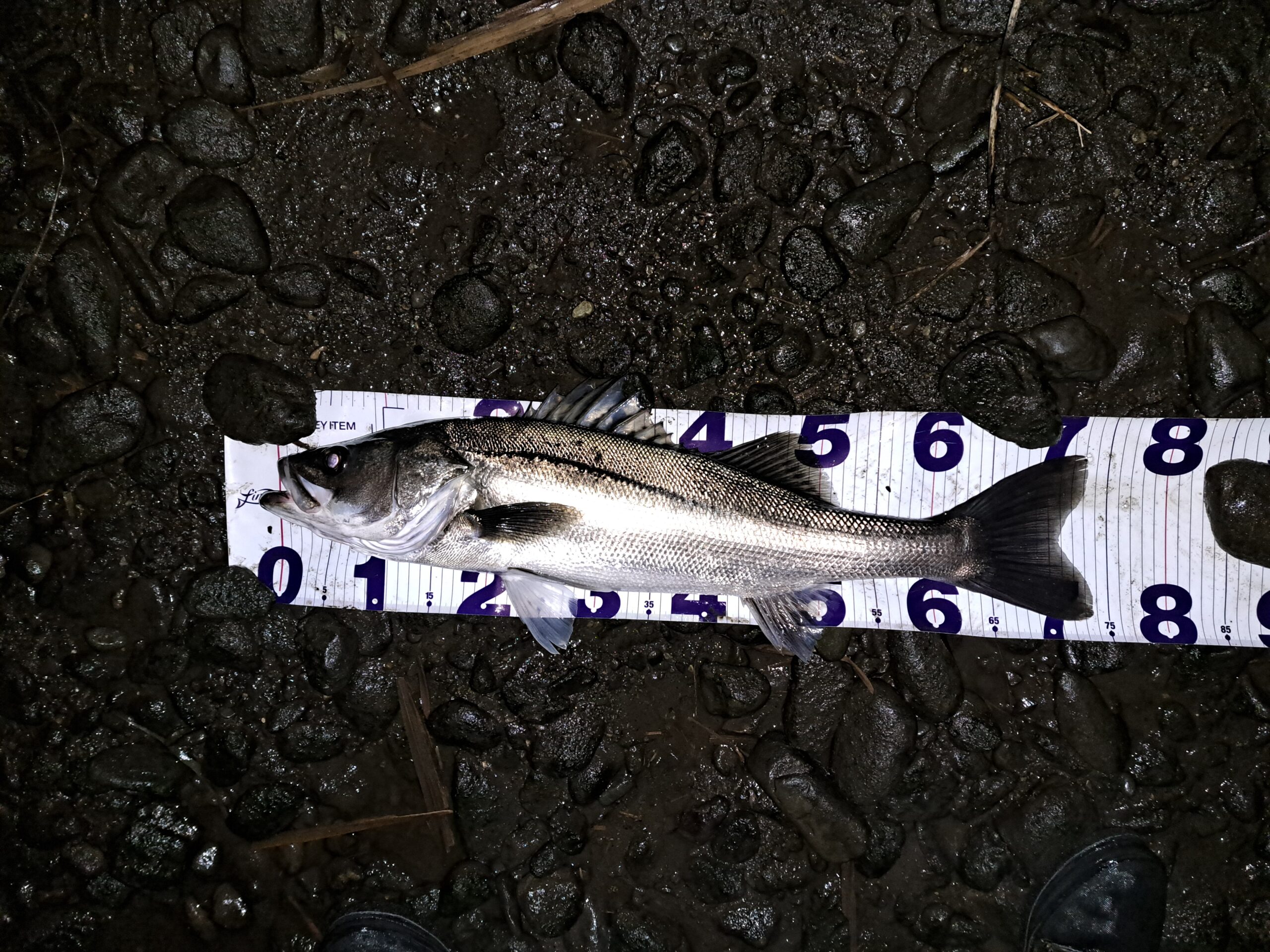 シーバス河口最強ルアーで釣れたシーバス