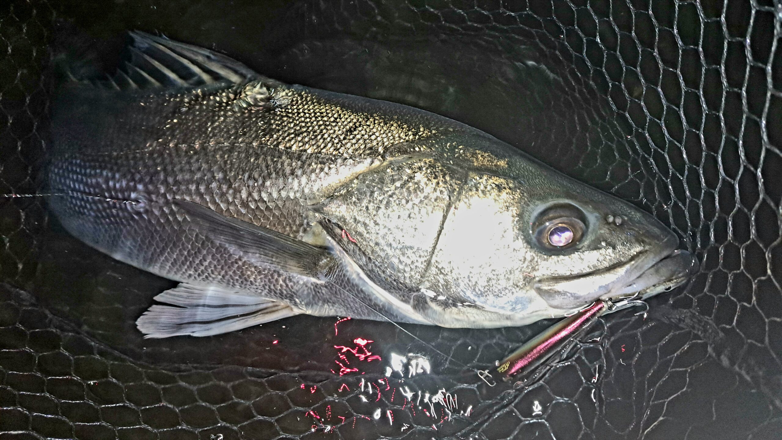 コアユで釣れた