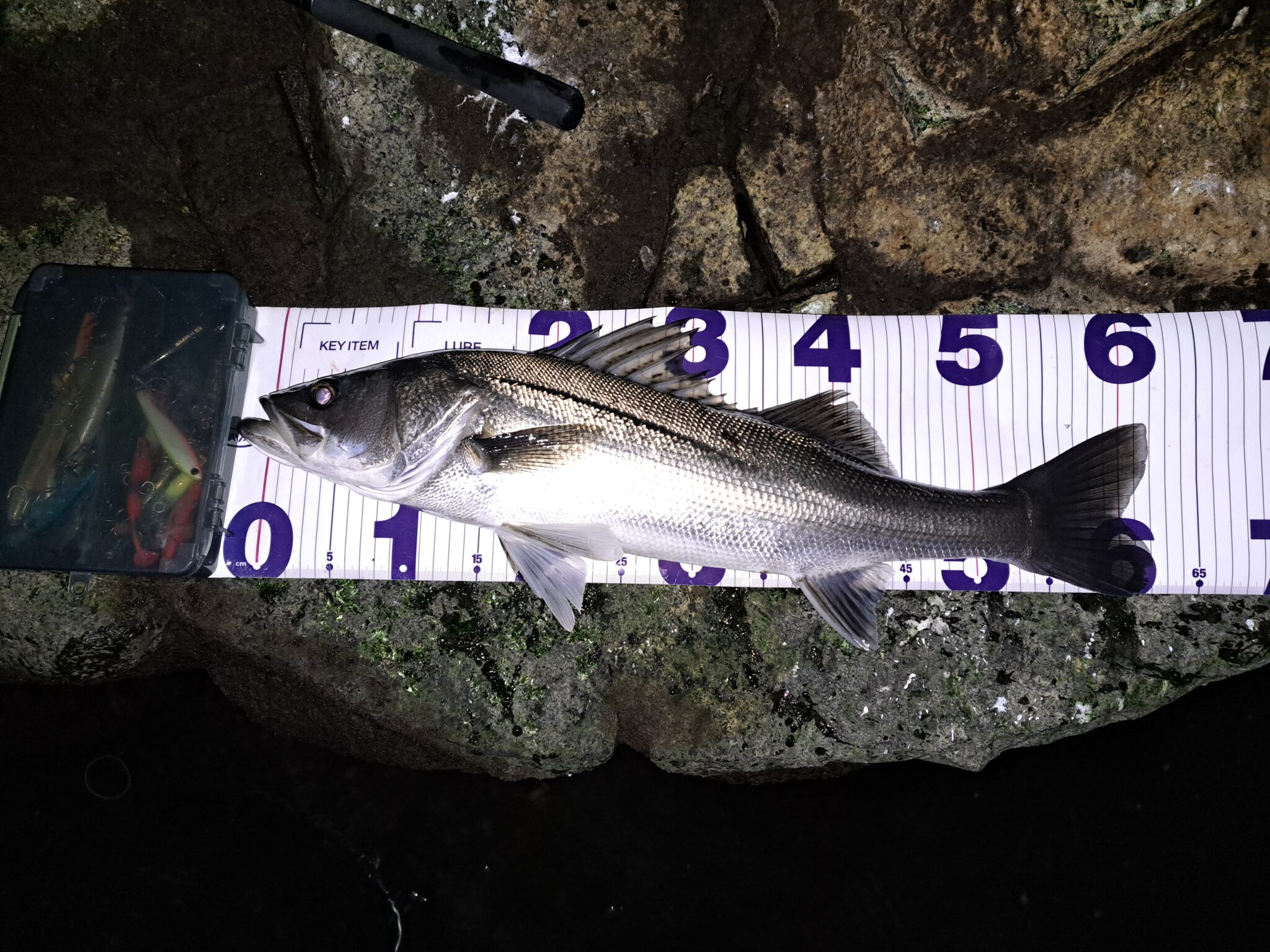最強トップウォータールアーで釣れたシーバス