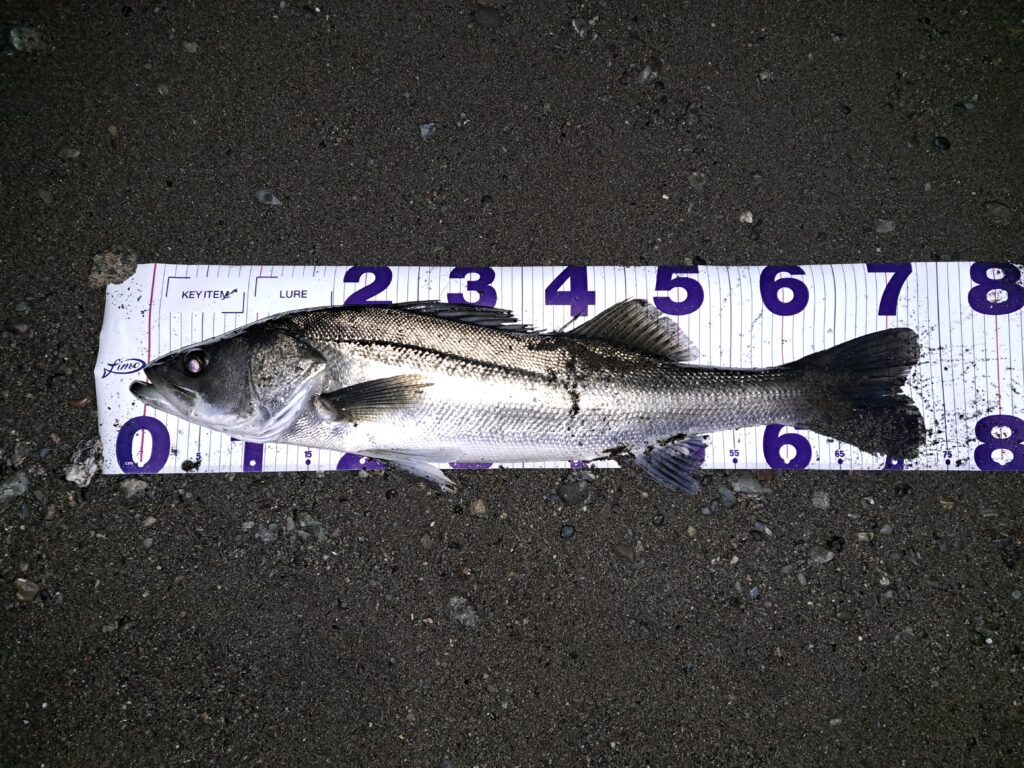 シーバスルアーで釣れたシーバス