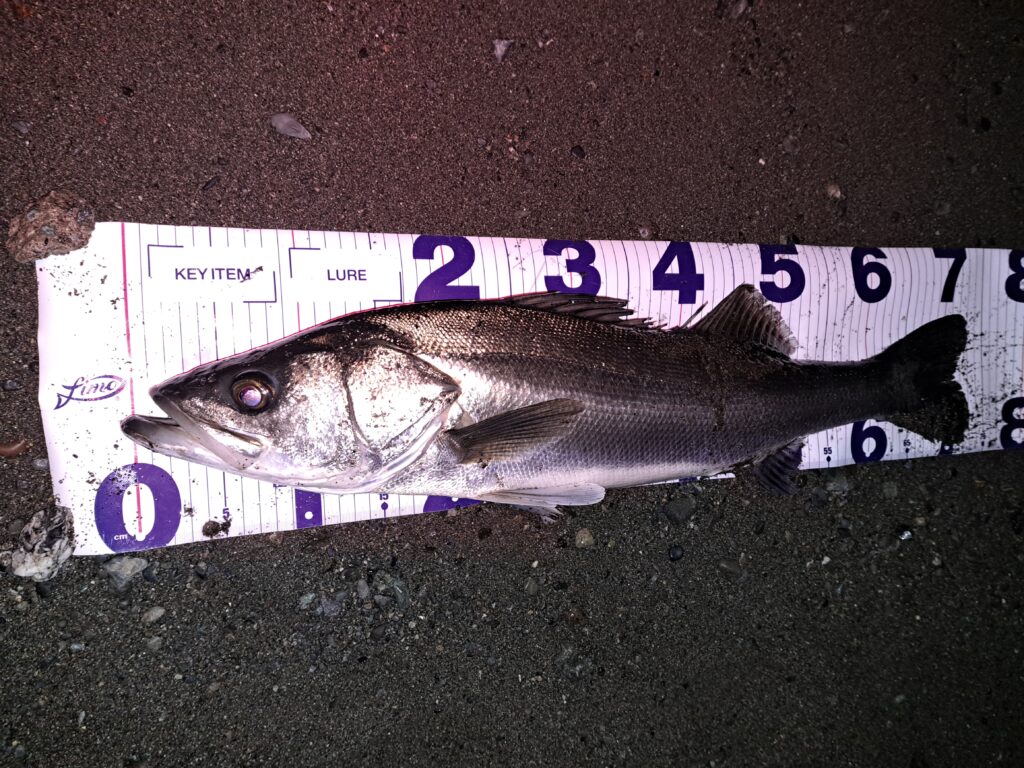 バイブレーションで釣れたシーバス
