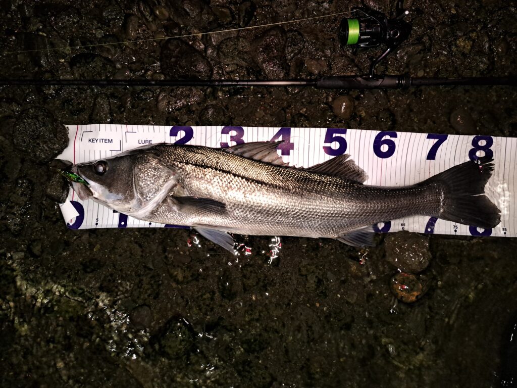 バイブレーションで釣れたランカーシーバス