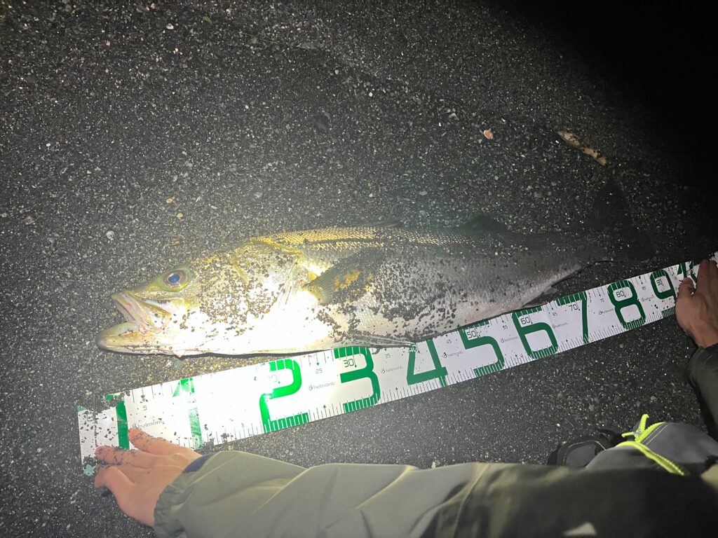 サスケ120で釣れたランカーシーバス