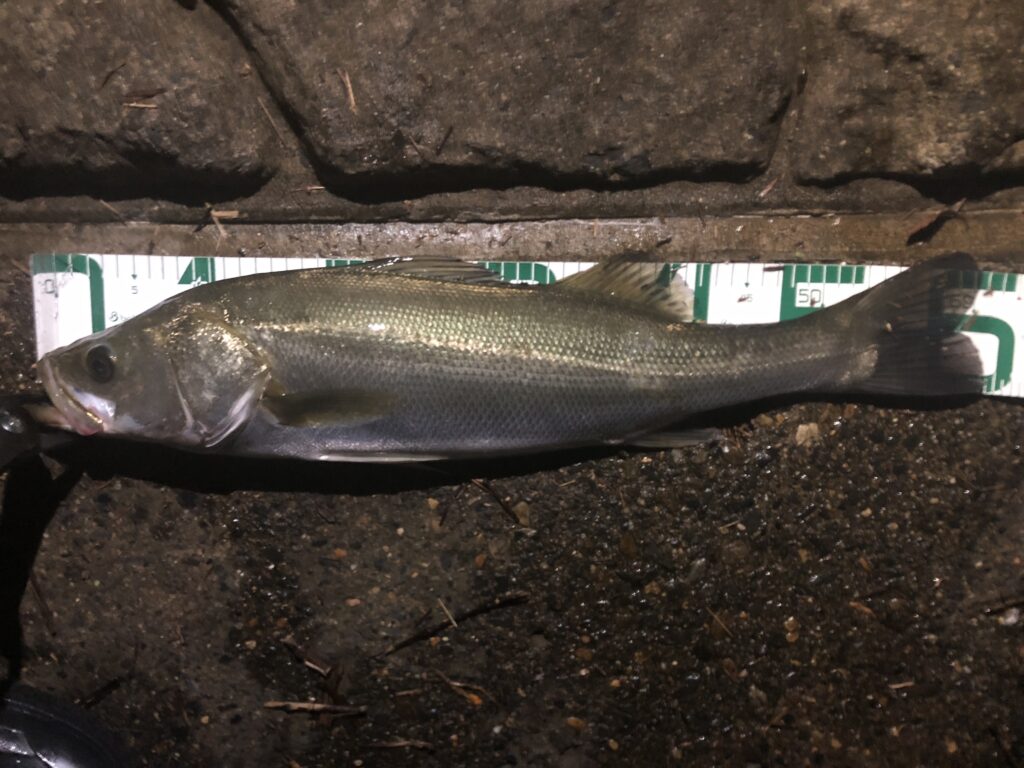 夏に釣れたシーバス