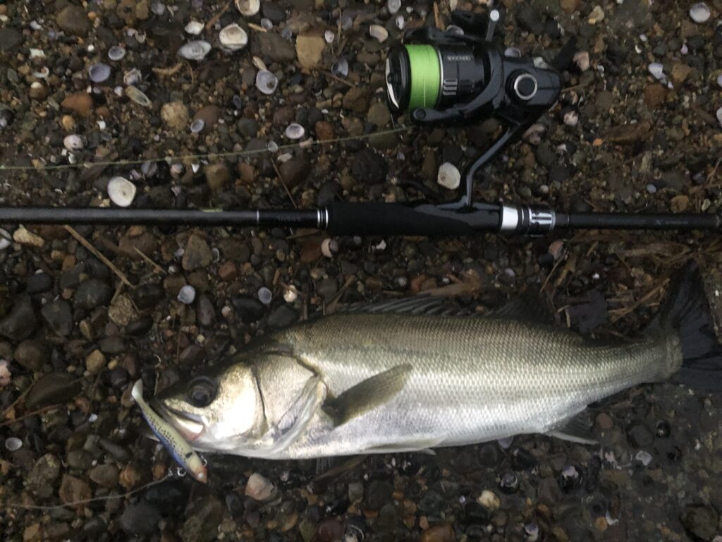 シーバス用ワームで釣れたシーバス