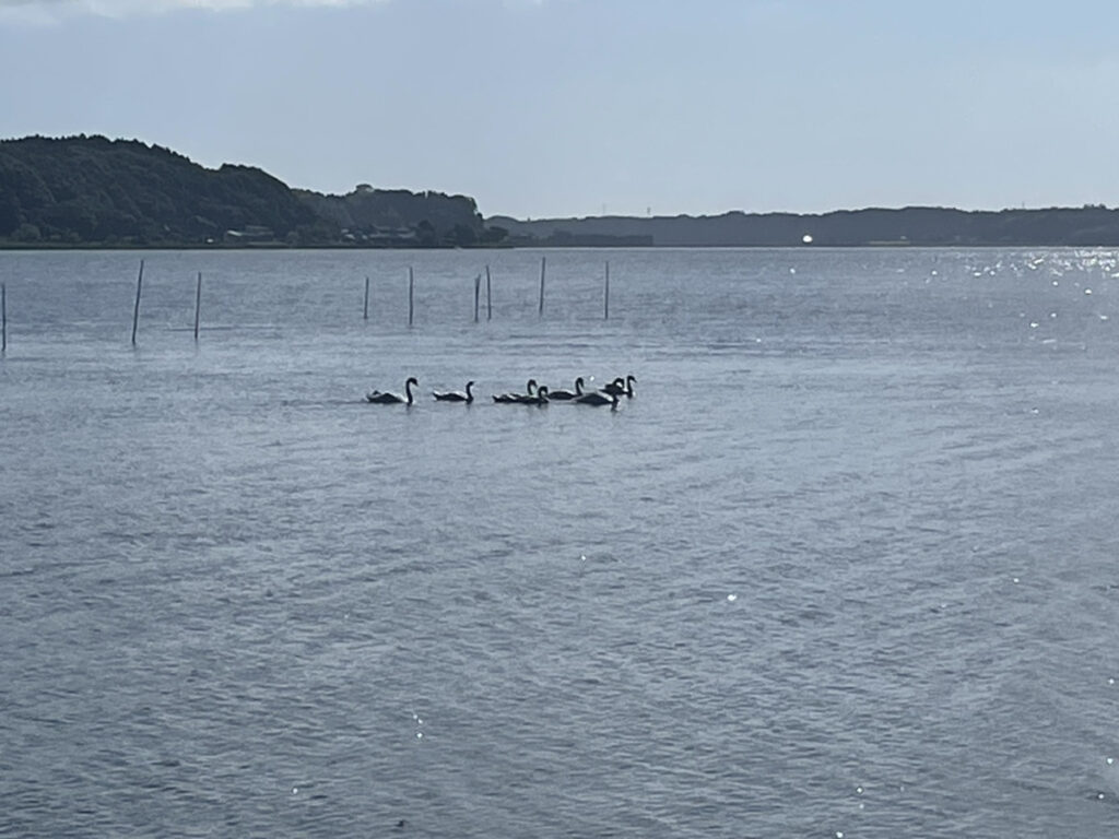 日中の涸沼で撮影した湖畔の様子。白鳥がいた