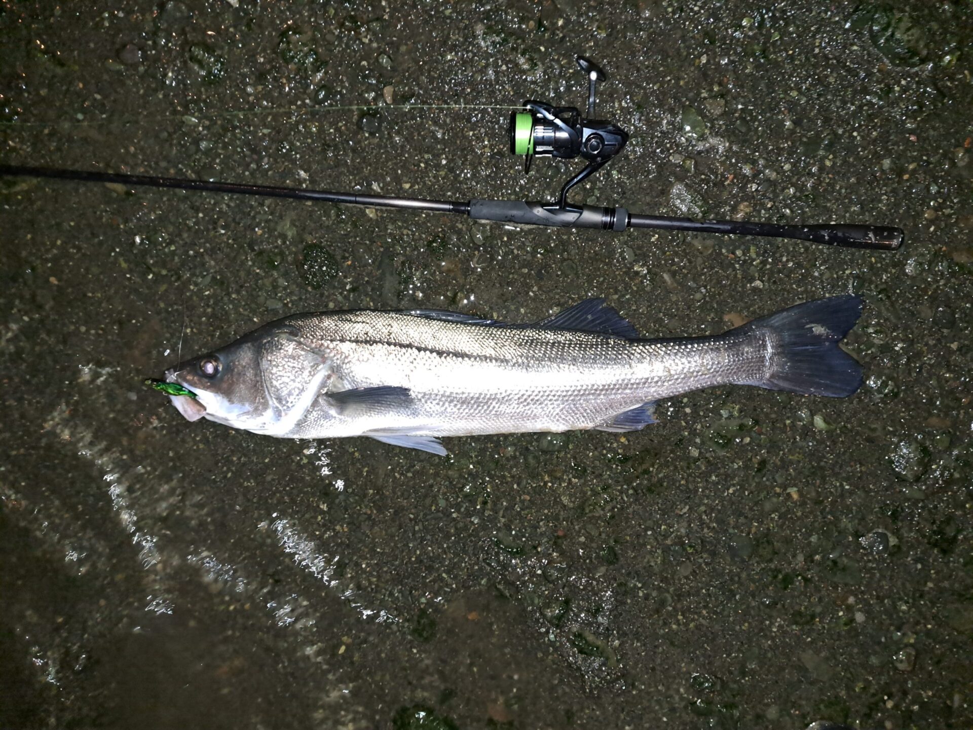 メジャークラフト 2代目ソルパラX シーバスロッド SPX-862ML-8.6フィート(約262cm) | メジャークラフト 2代目ソルパラX シーバスロッド SPX-1002M