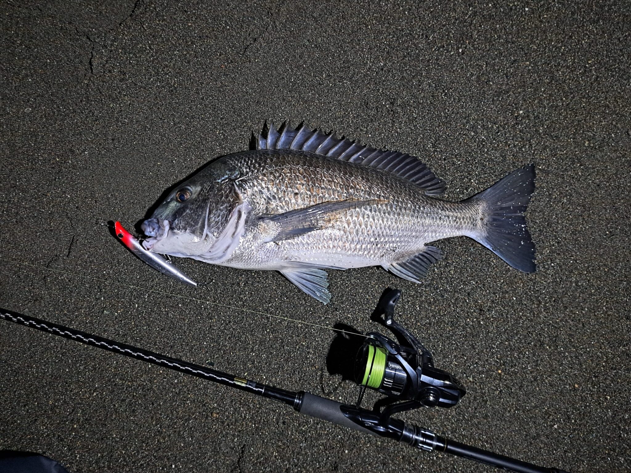 チニング最強ルアーで釣れたチヌ
