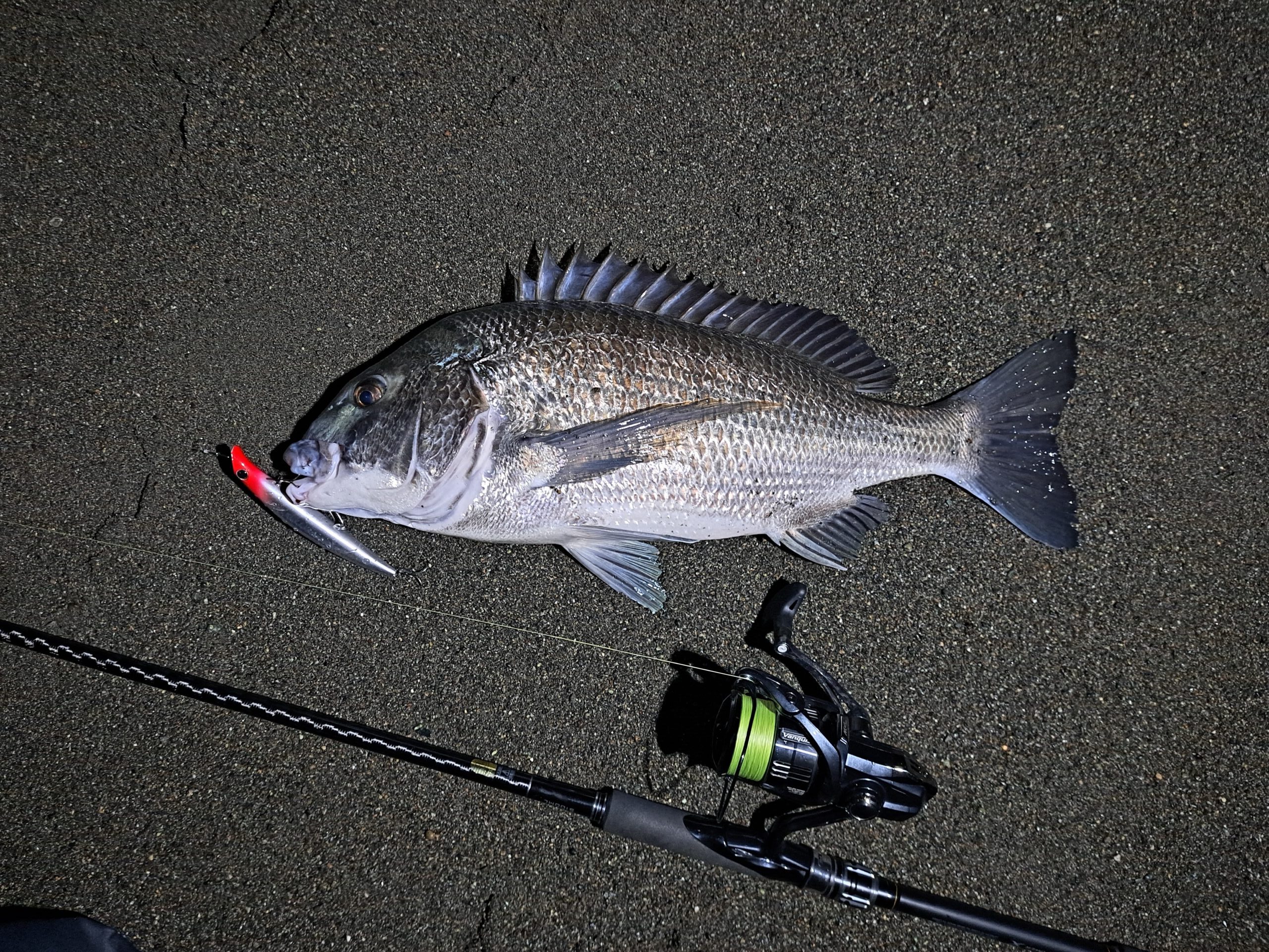釣り用ライトで照らした魚