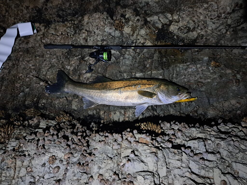 秋に釣れたランカーシーバス