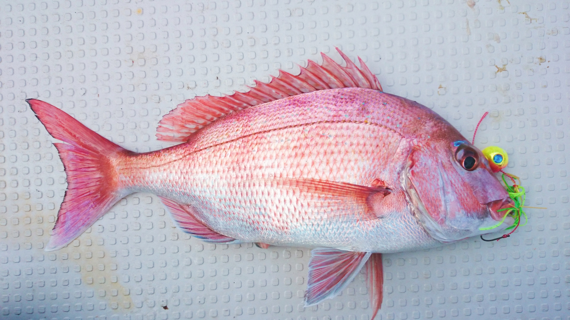 タイラバ最強ネクタイで釣れた鯛