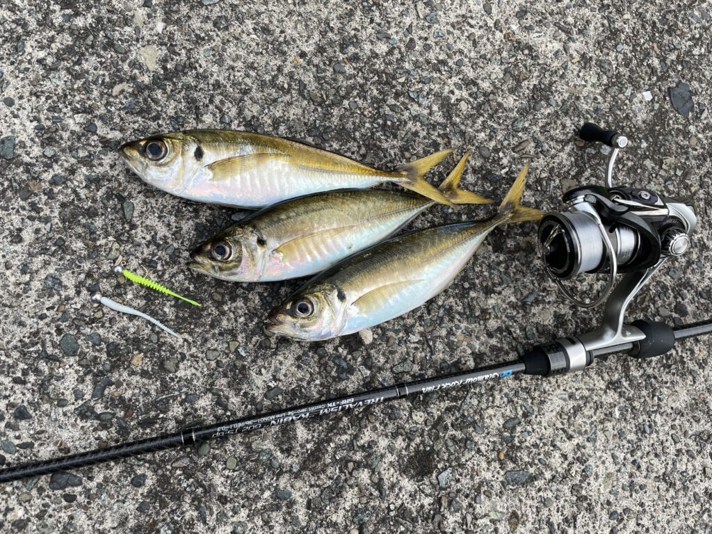 アジングで釣れたアジ