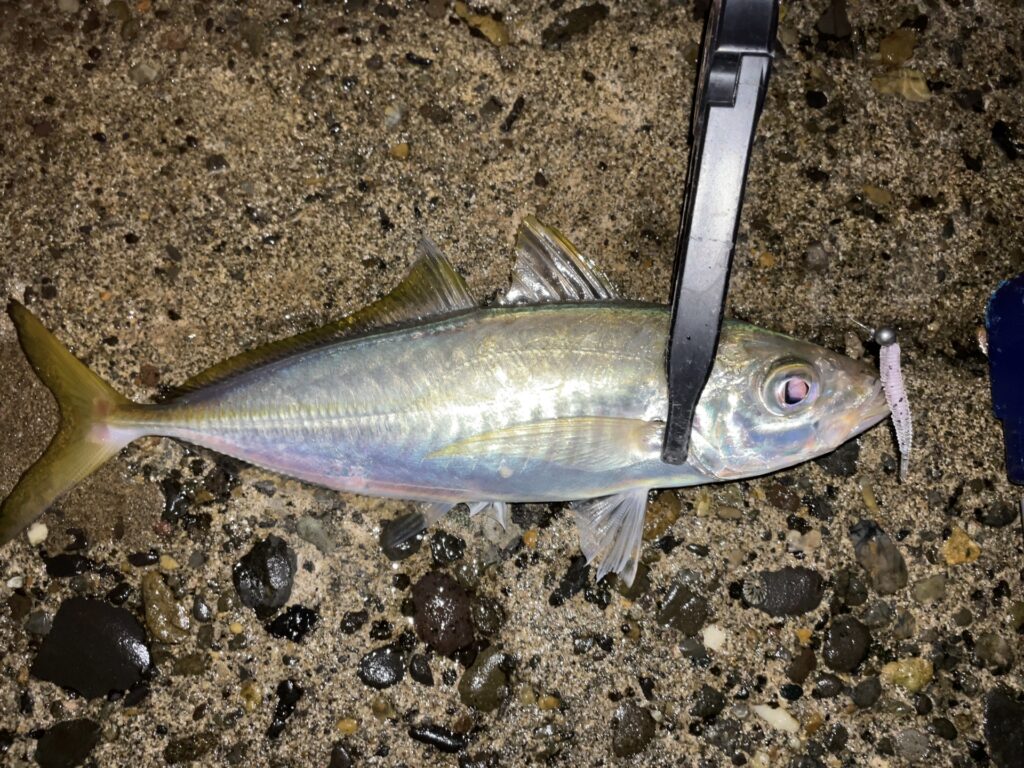 コスパ最強のアジングロッドで釣れたアジ