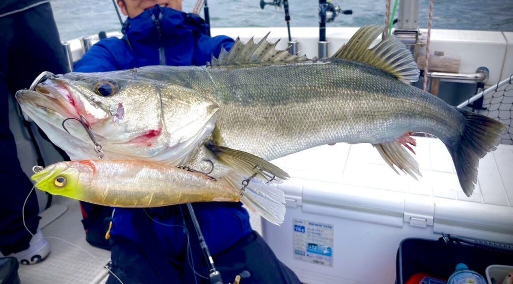 ビッグベイトロッドで釣ったシーバス