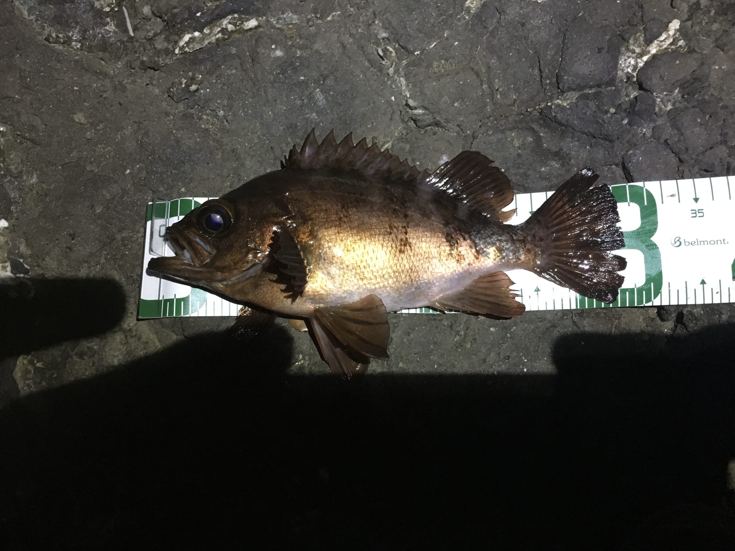 最強メバルプラグで釣れた尺メバル