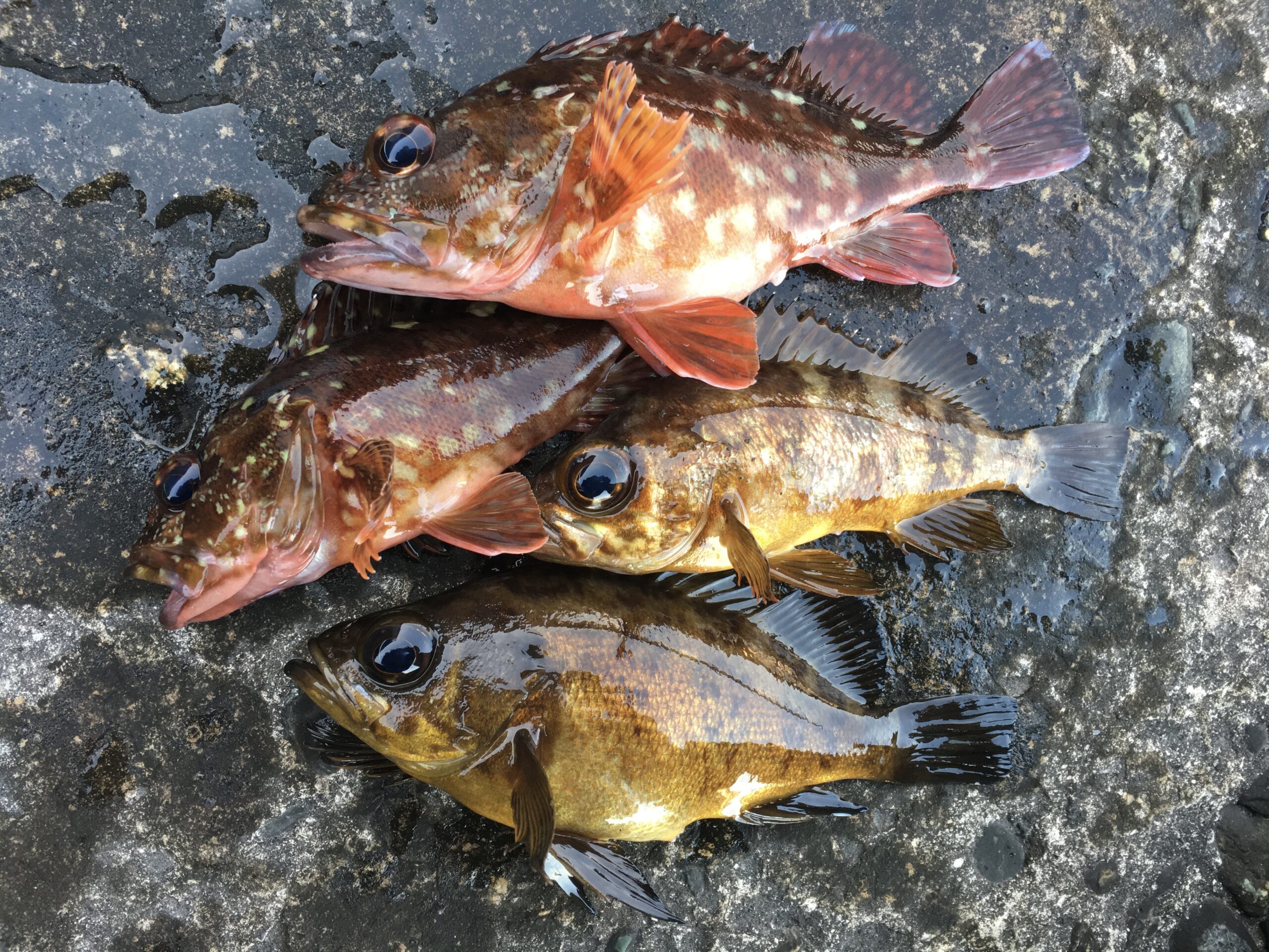 釣れたメバル