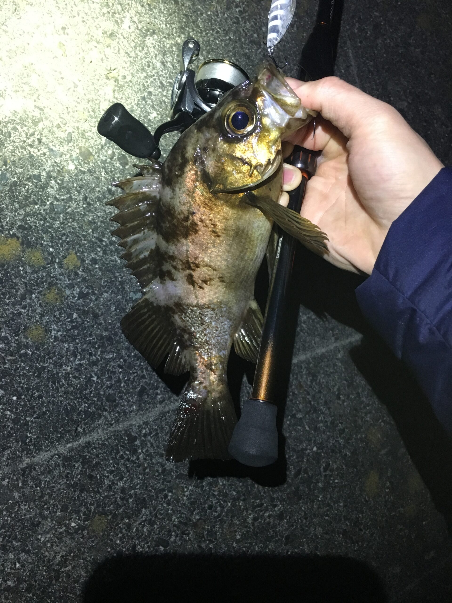 プラグで釣れたメバル