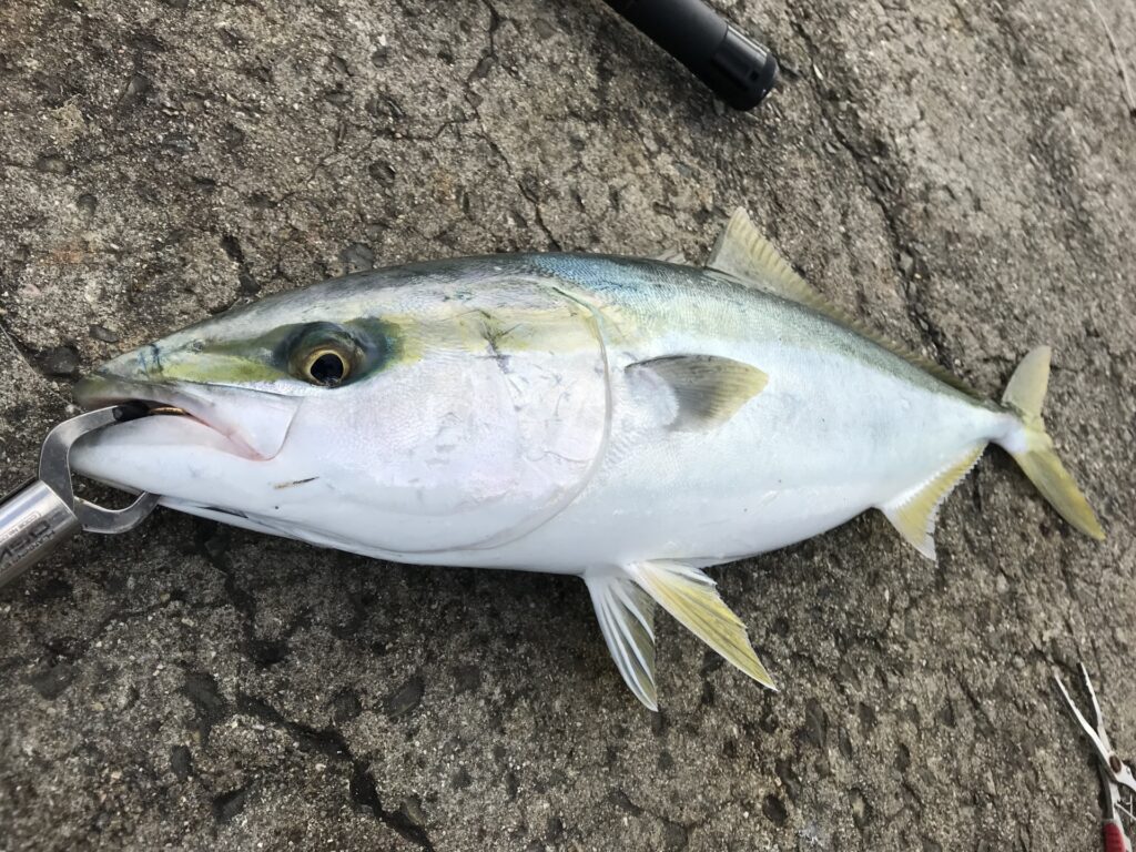 泳がせ釣りで釣れたブリ