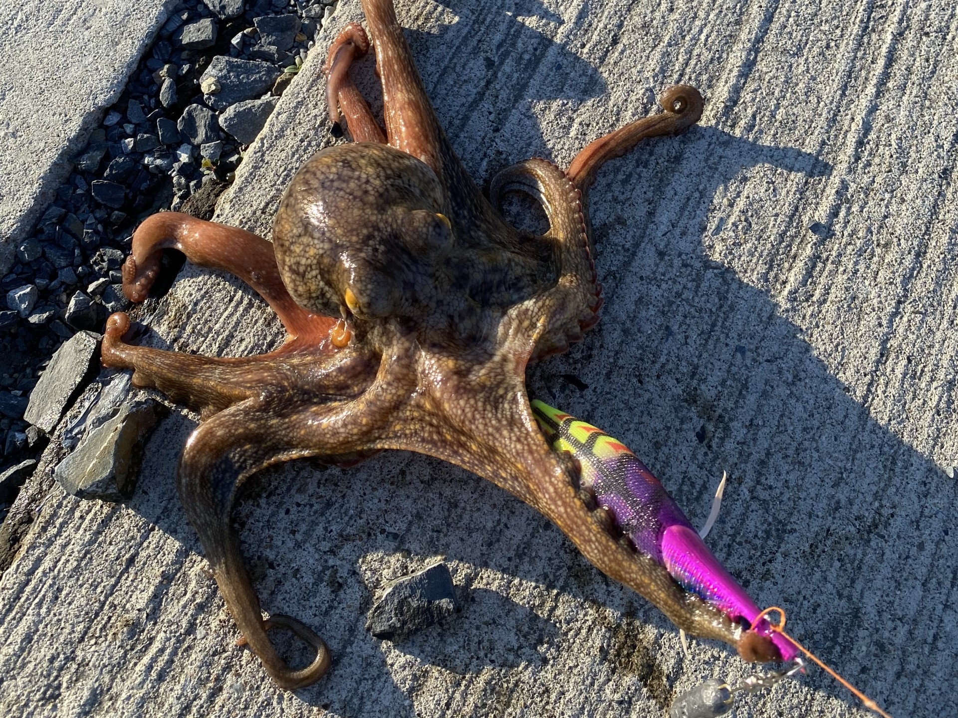 タコ釣りの最強堤防仕掛けで釣れたタコ