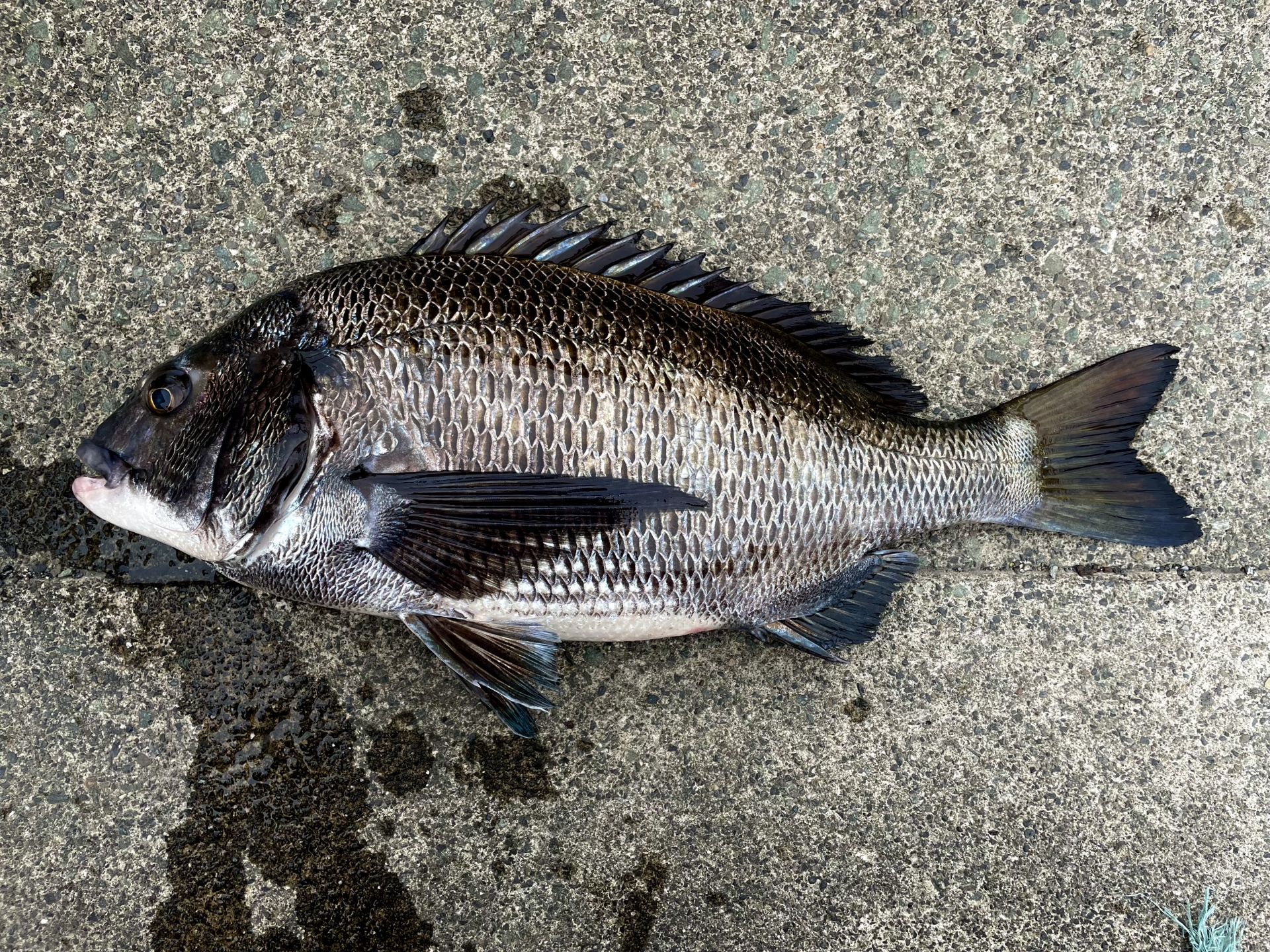 おすすめのへチ竿で釣れたクロダイ