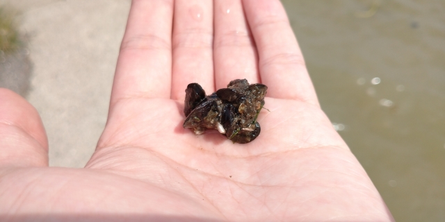 へチ釣りの餌のイガイ