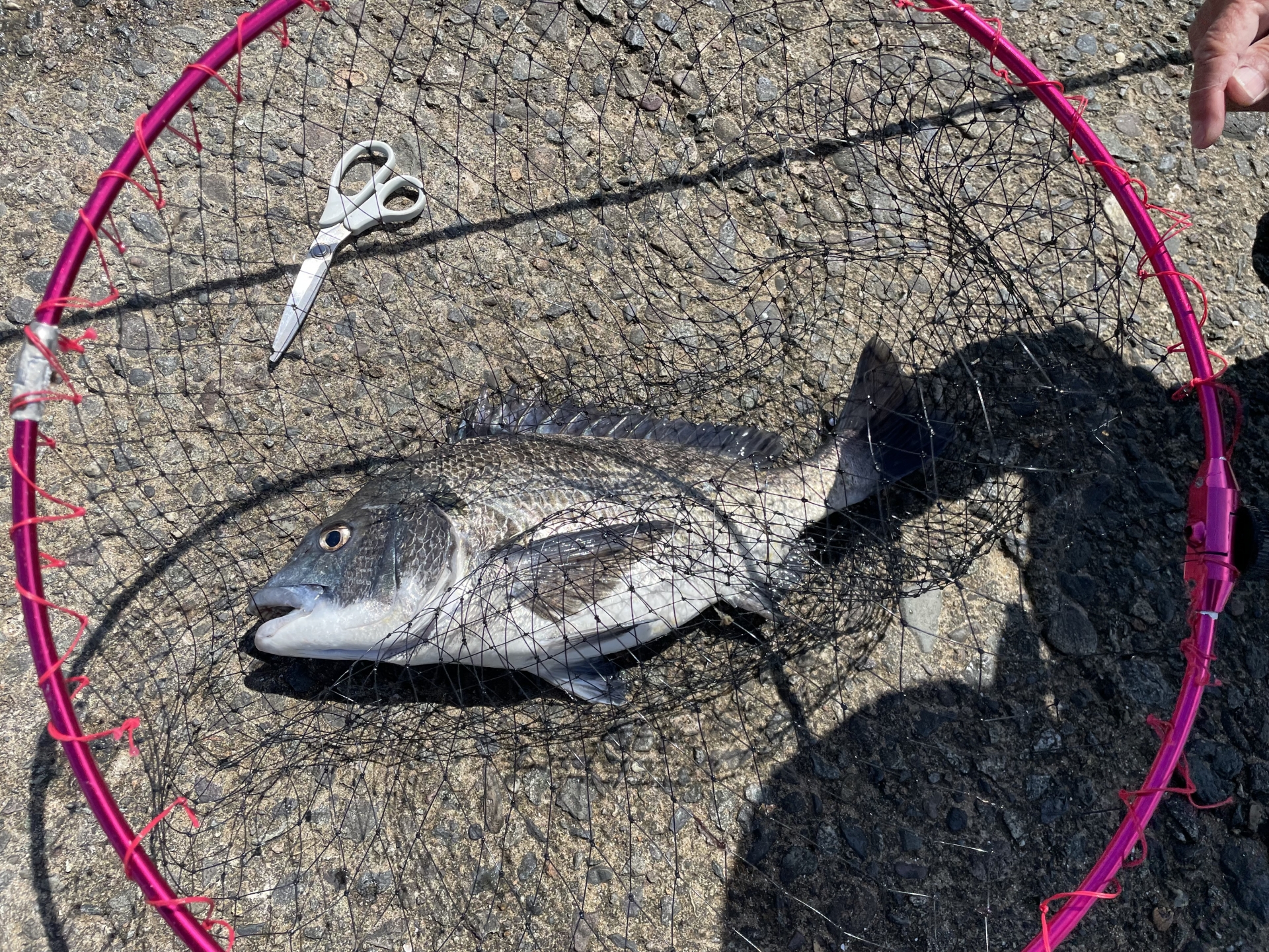 へチ釣り仕掛けで釣れたクロダイ