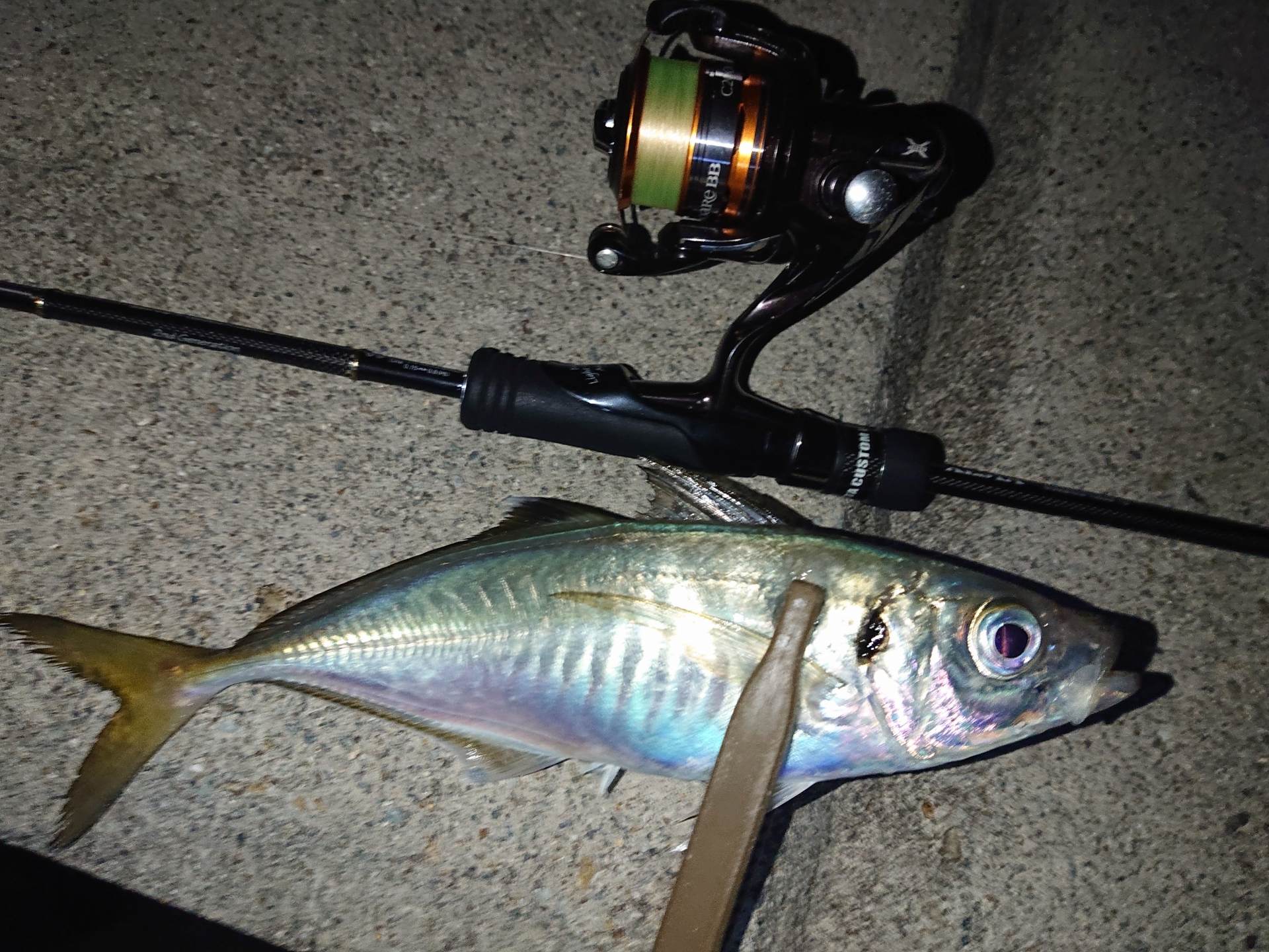 アジング最強ラインで釣れたアジ