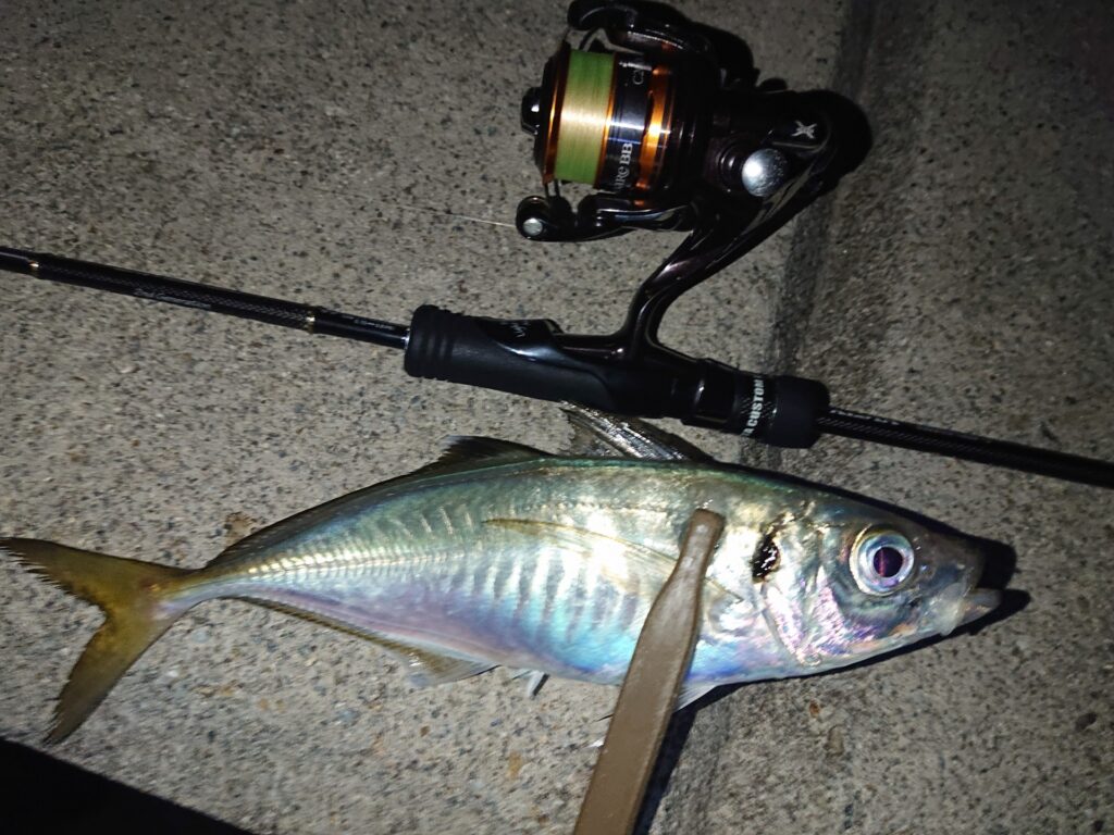 アジングコスパ最強リールで釣れたアジ