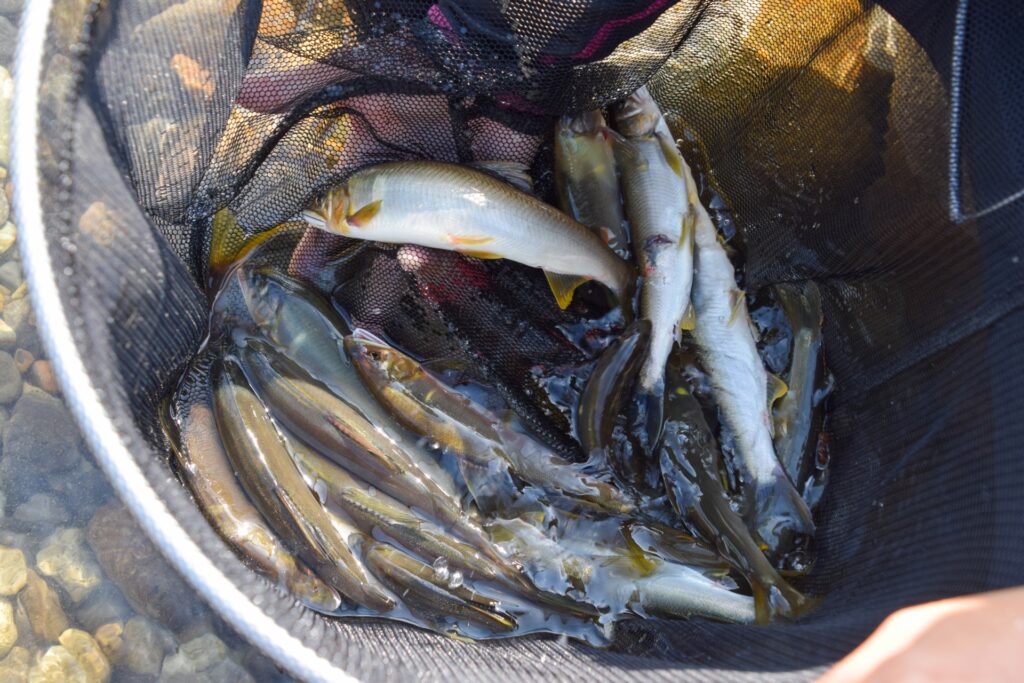 アユルアーを使って釣れた鮎