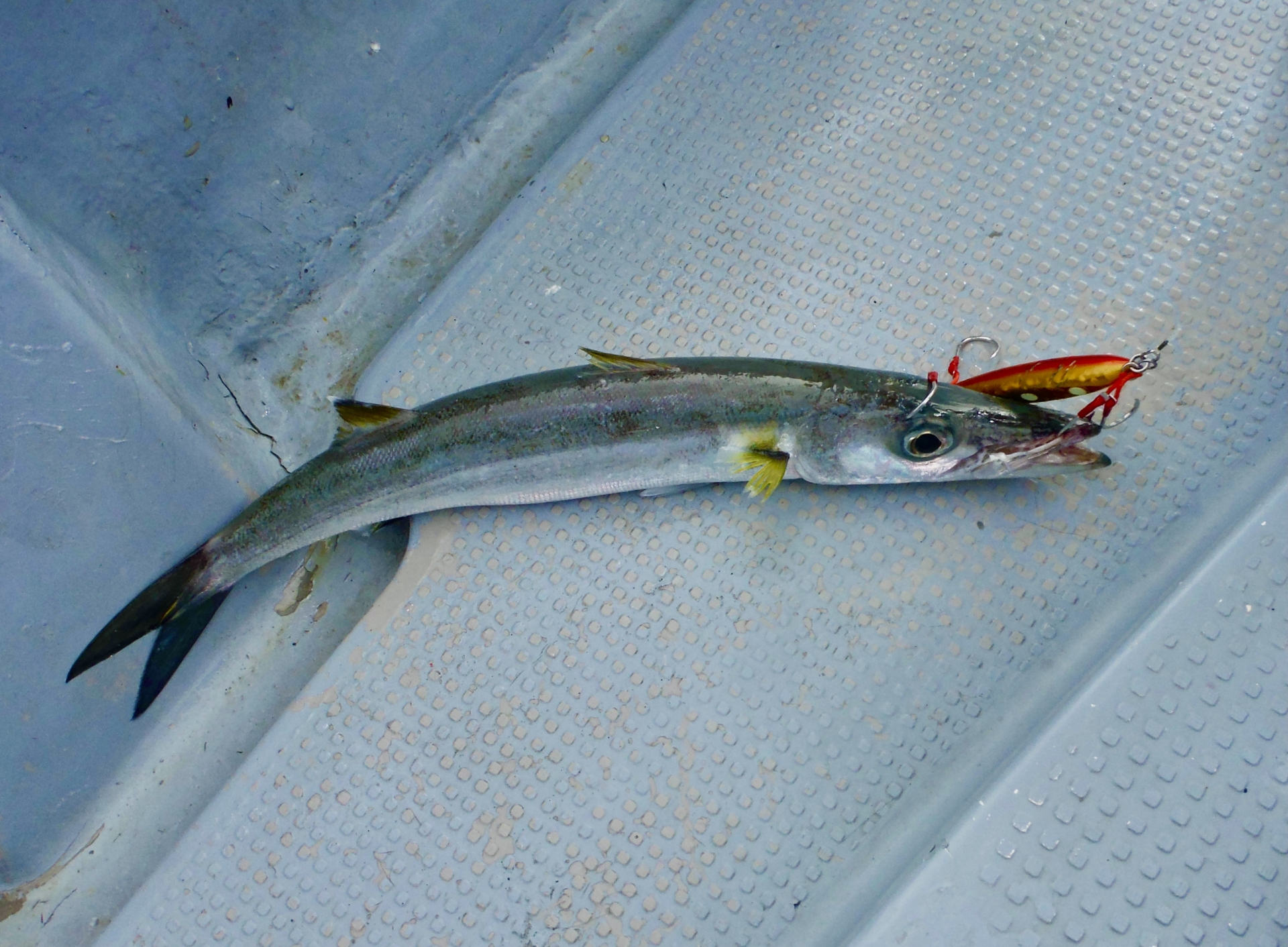 カマス最強ルアーで釣れたカマス