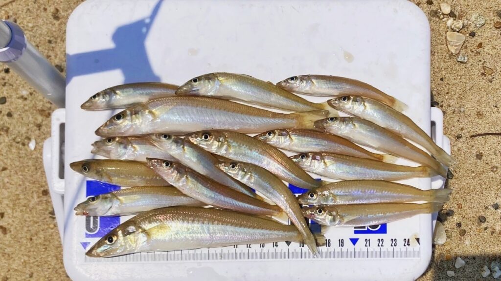 キス釣り仕掛けで釣れたキス