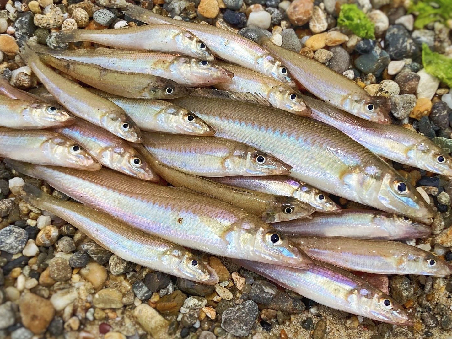 キス釣り最強仕掛けで釣れたキス