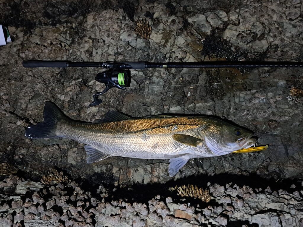 カラーを選んで釣れたシーバス