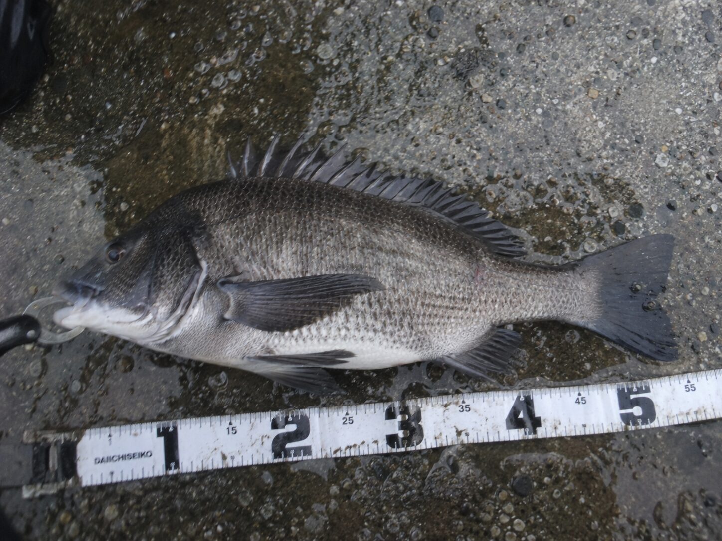 チニングワームで釣れたクロダイ