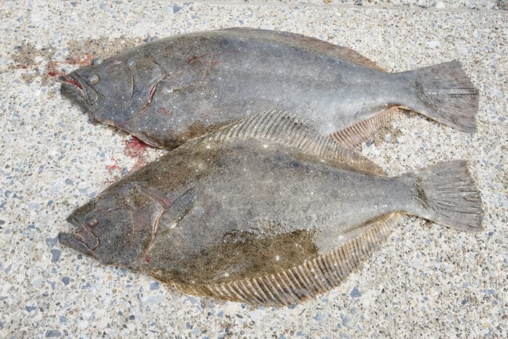 ヒラメ反則ルアーで釣れた2匹のヒラメ