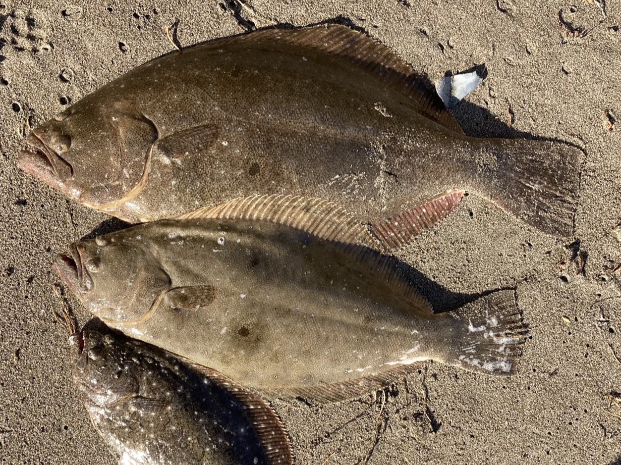 ヒラメ反則ルアーで釣れたヒラメ