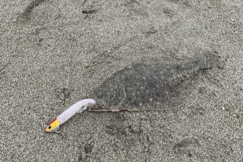 ヒラメ最強ワームで釣れたヒラメ