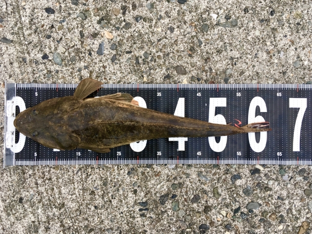 マゴチ最強ルアーで釣れたマゴチ