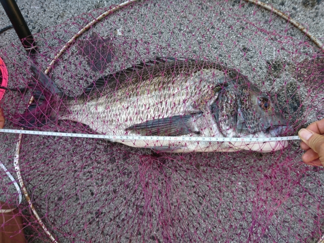最強のへチ竿で釣れたクロダイ