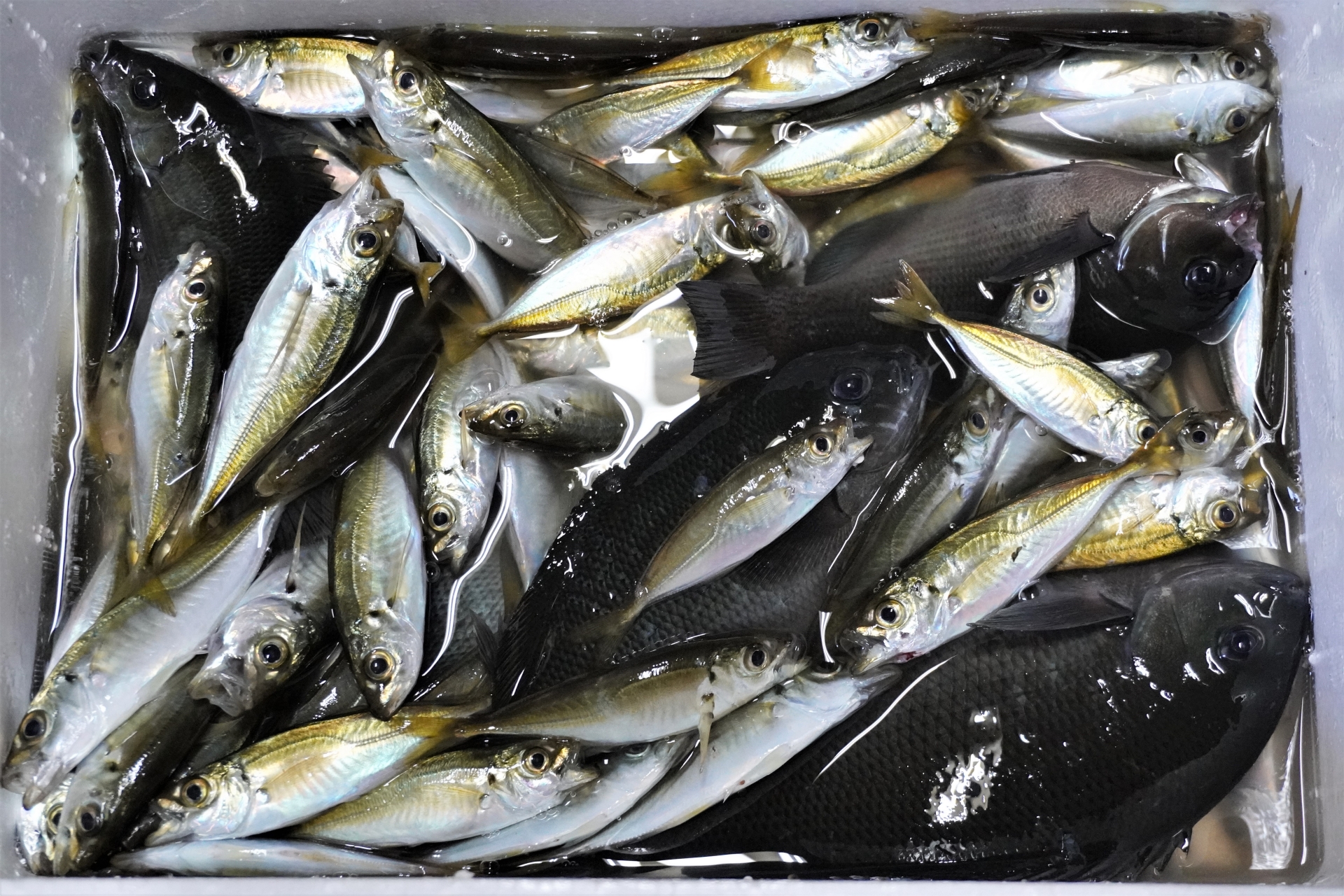 最強のサビキ釣り仕掛けで釣れた魚