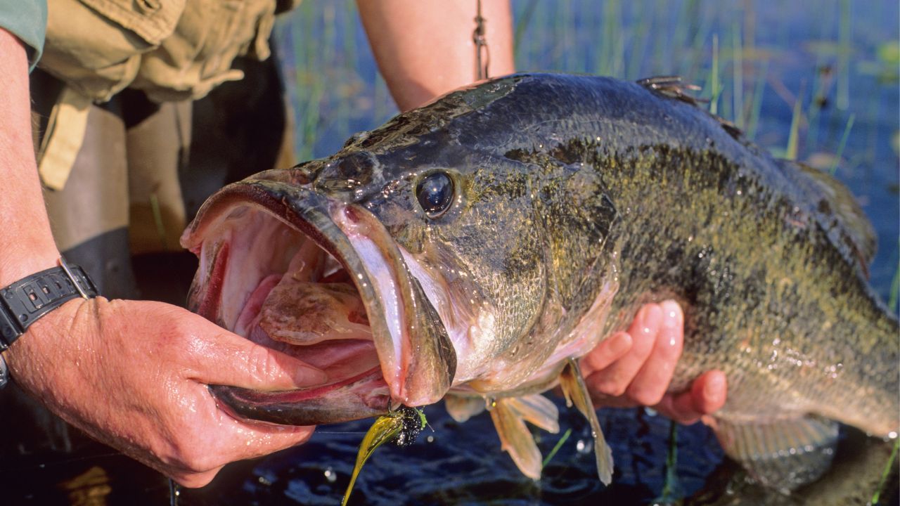 最強のバス釣りルアーを使って釣ったブラックバス