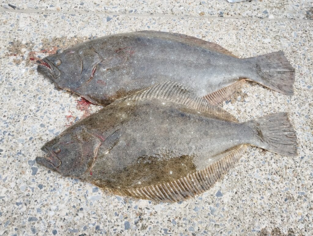 ぶっこみ釣り仕掛けで釣れたヒラメ