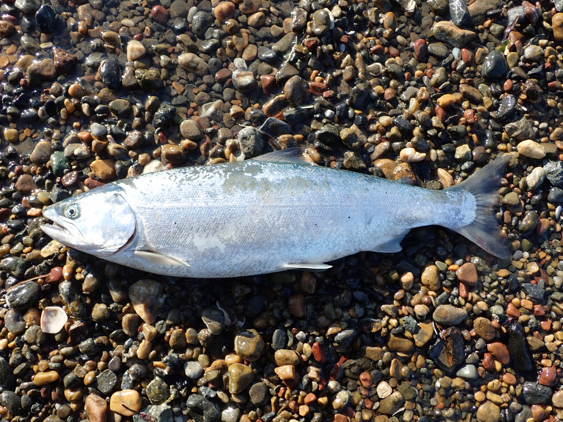 海サクラマス最強スプーンで釣れたサクラマス