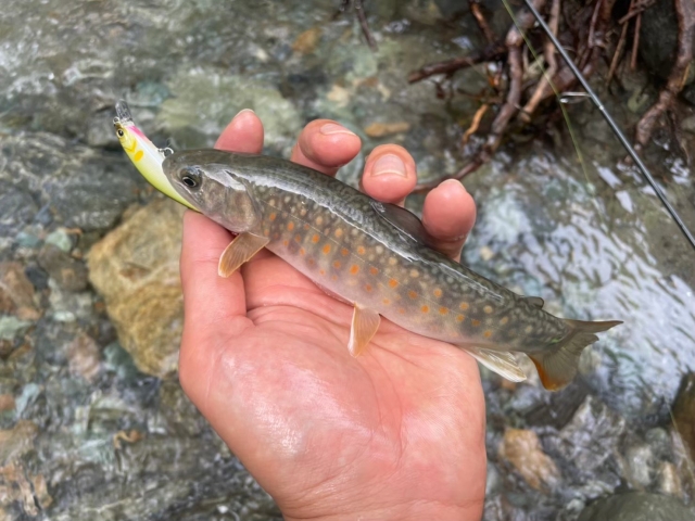 渓流の最強ミノーで釣れたヤマメ