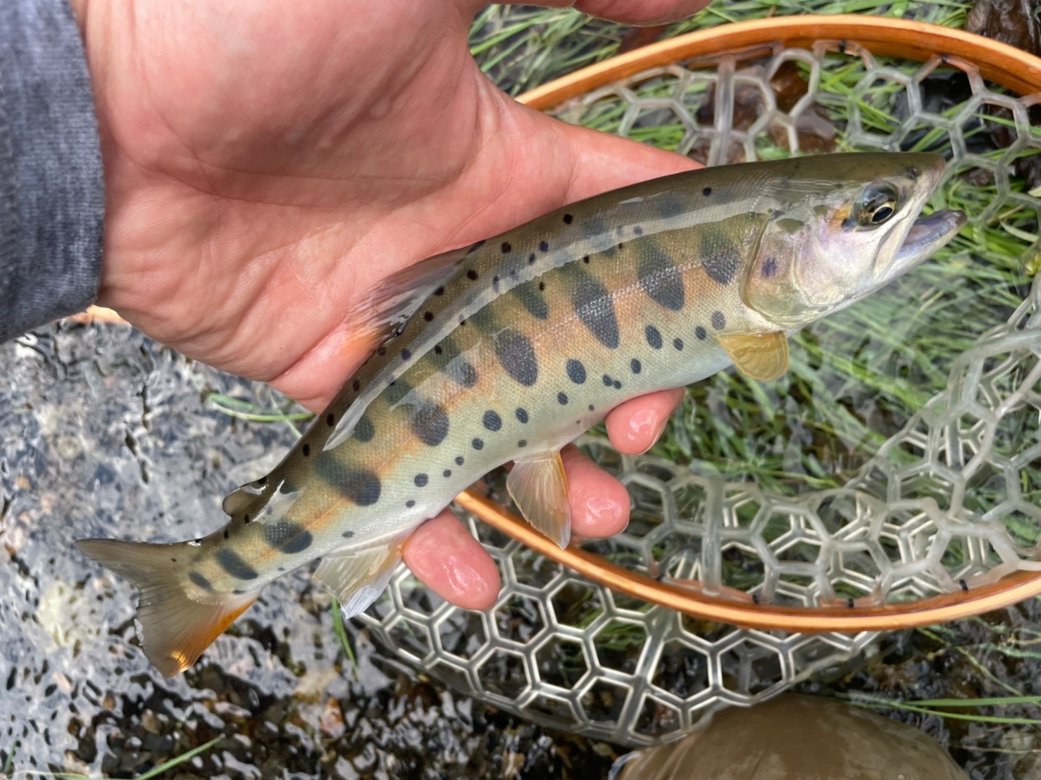 渓流の最強ルアーで釣れたヤマメ