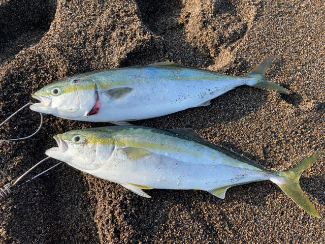 青物最強ルアーで釣れたワラサ