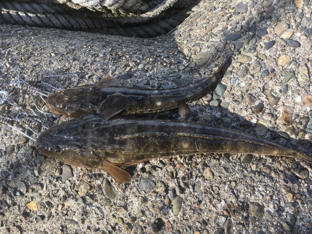 おすすめのワームで釣ったマゴチ