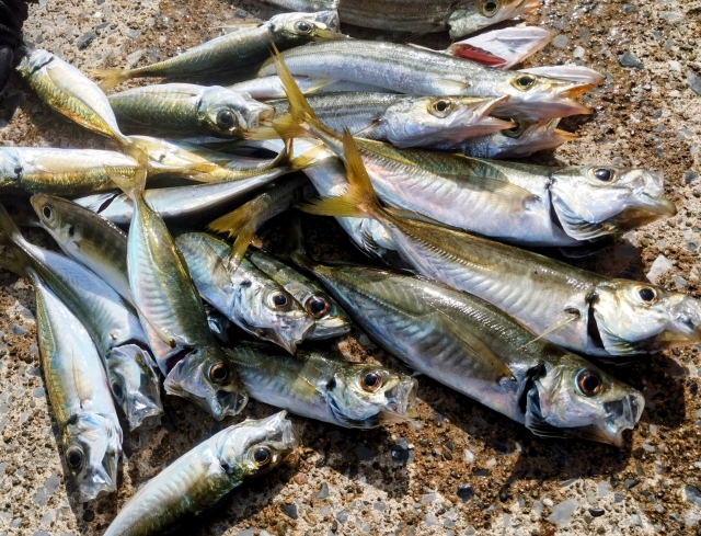 アジング反則ワームで釣れたアジ