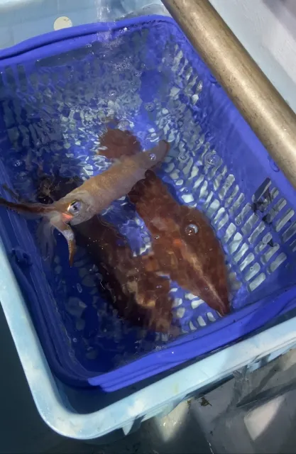 イカメタルで釣れたイカ