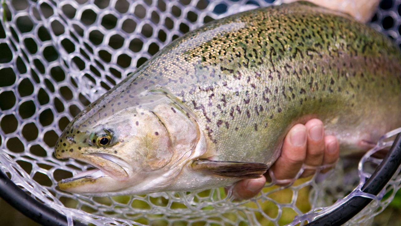 エリアトラウト反則ルアーで釣れたトラウト